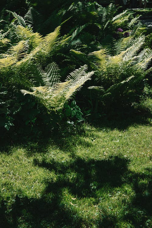 Green Fern Plants in the Garden