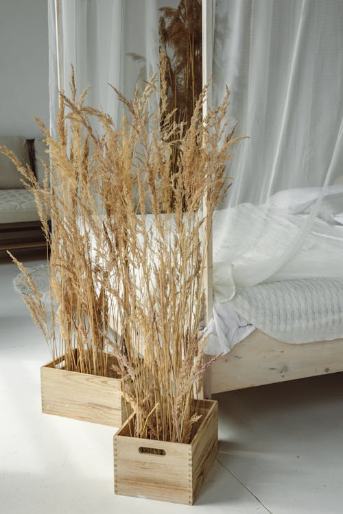 Free Dried Plants in a Bedroom Stock Photo