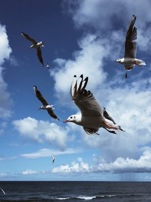 Seagulls Flying Under Blue and Cloudy Sky