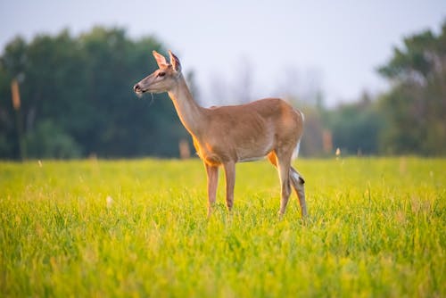 A Brown Deer on Green Grass Field