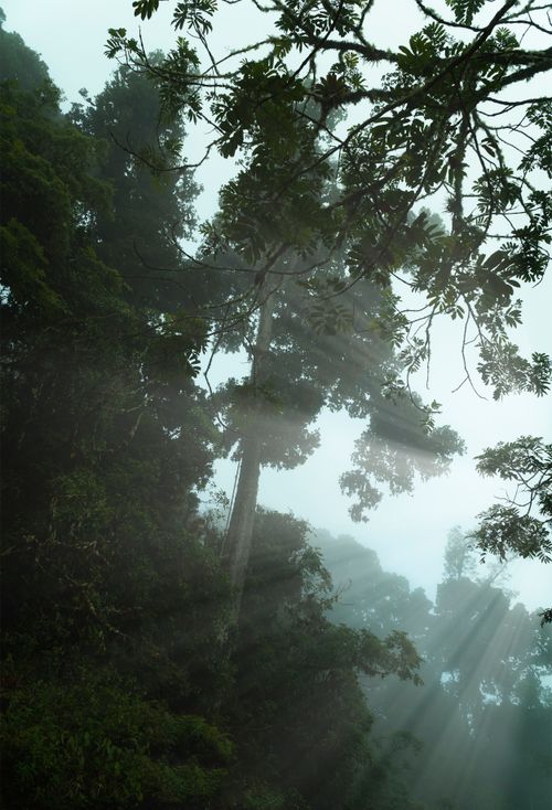 Free Serene forest scene capturing sunlight streaming through lush green foliage, creating a mystical atmosphere. Stock Photo