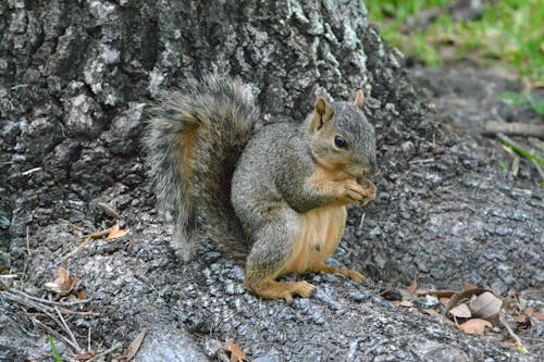 Close Up Shot of a Gray Squirrel