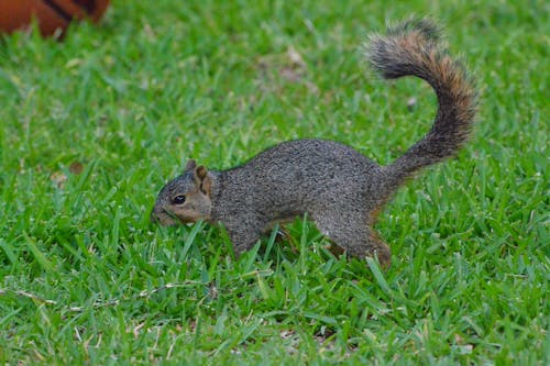 Brown Squirrel on Green Grass