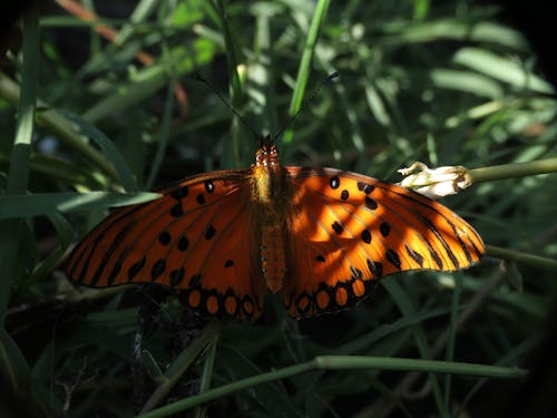 Close-Up Photo of Monarch Butterfly