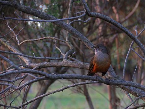 A Bird on a Tree Branch 