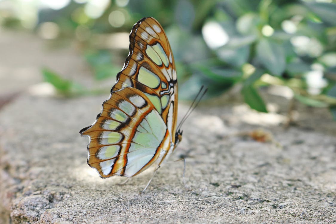 A Butterfly on Gray Concrete Ground