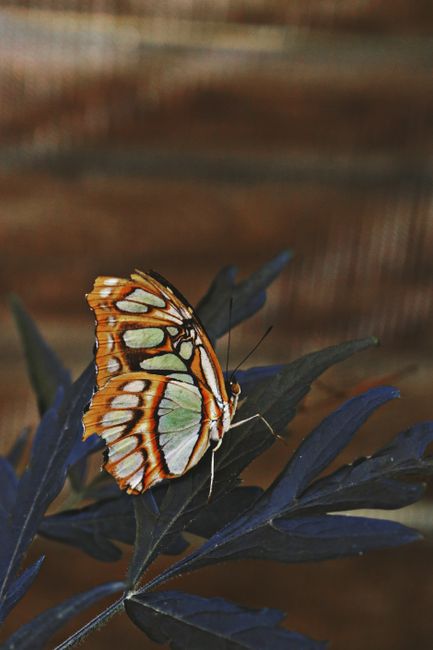 A beautiful butterfly with detailed wings perched on a dark leaf, captured in natural light.