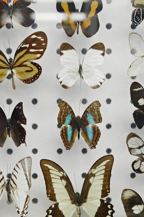 Photo of Assorted Butterflies