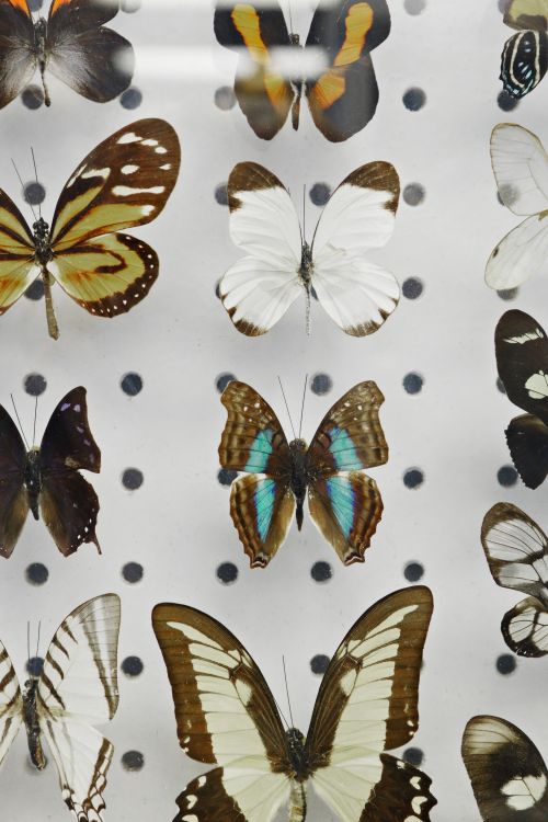 Free A vertical shot of a colorful butterfly collection for entomology studies. Stock Photo