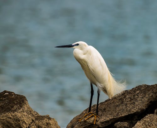Beautiful White Little Egret Bird on the Rock