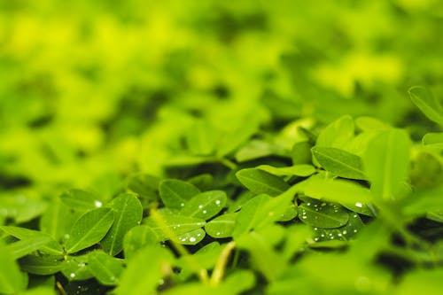 Macro Photography of Leaves