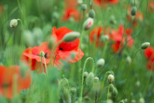 Free Field of Red Poppy Flowers and Buds  Stock Photo