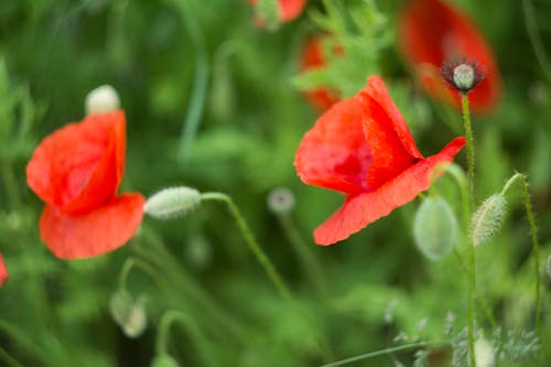 Poppies Blooming in Summer