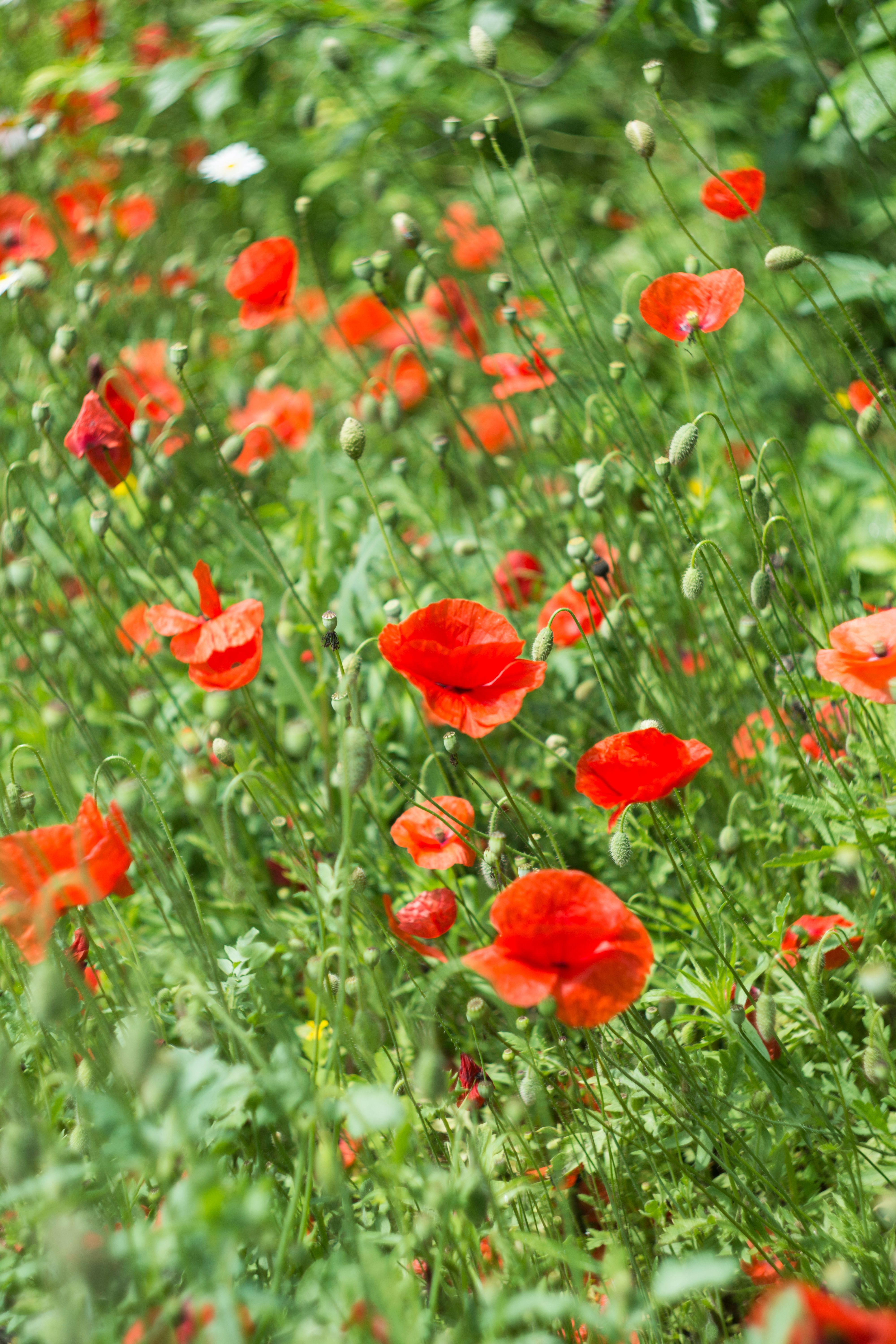A Red Poppy Flowers in Full Bloom · Free Stock Photo