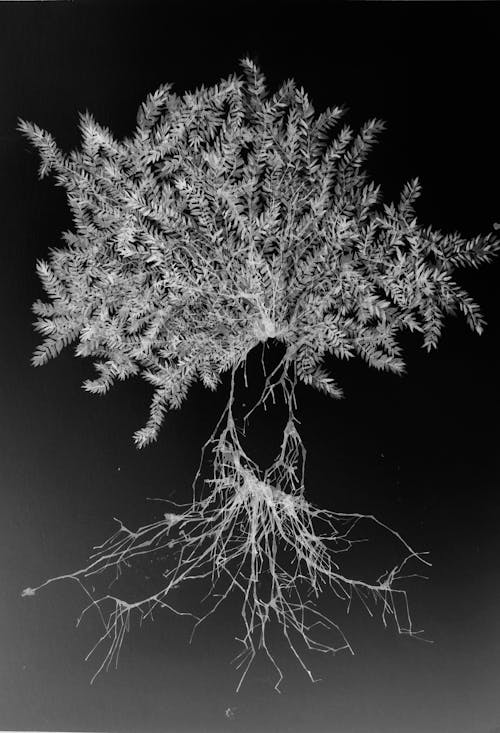 Coniferous Branches with Roots 