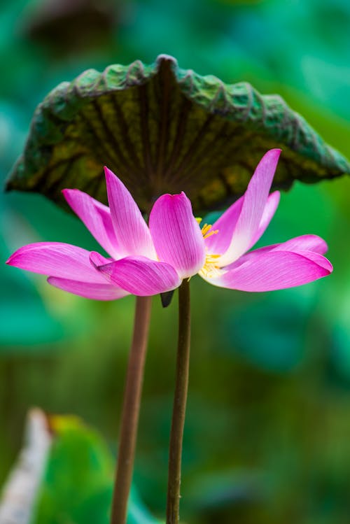 Lotus Flowers in Bloom