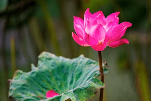 A Beautiful Pink Flower of Water Lily