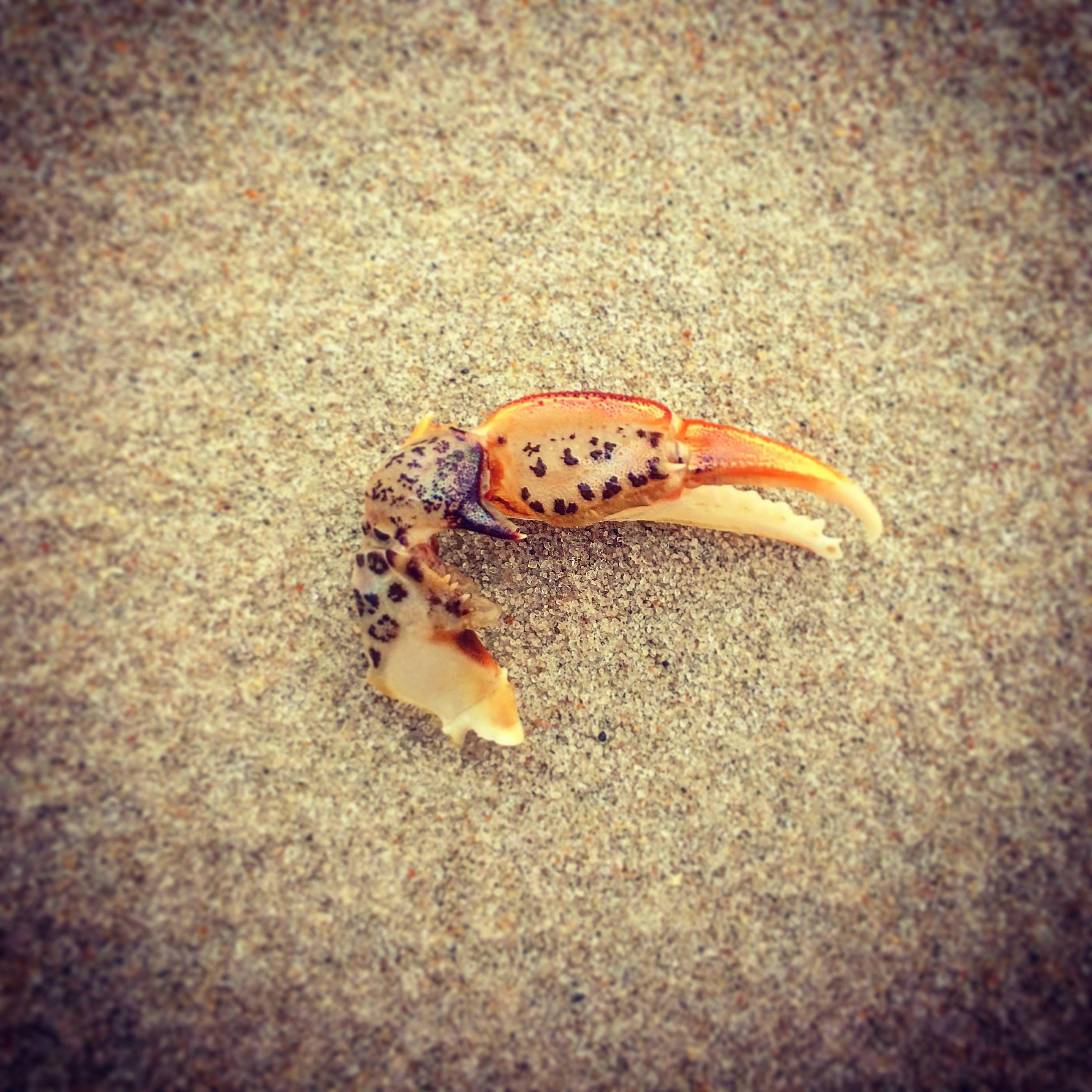 Free stock photo of crab, sea shells, seashore