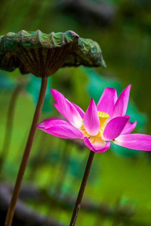 Lotus Leaf Photos, Download The BEST Free Lotus Leaf Stock Photos & HD Images Lotus Leaf Photos, Download The BEST Free Lotus Leaf Stock Photos & HD Images