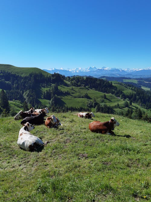Δωρεάν στοκ φωτογραφιών με αγελάδες, αγέλη, βόδια