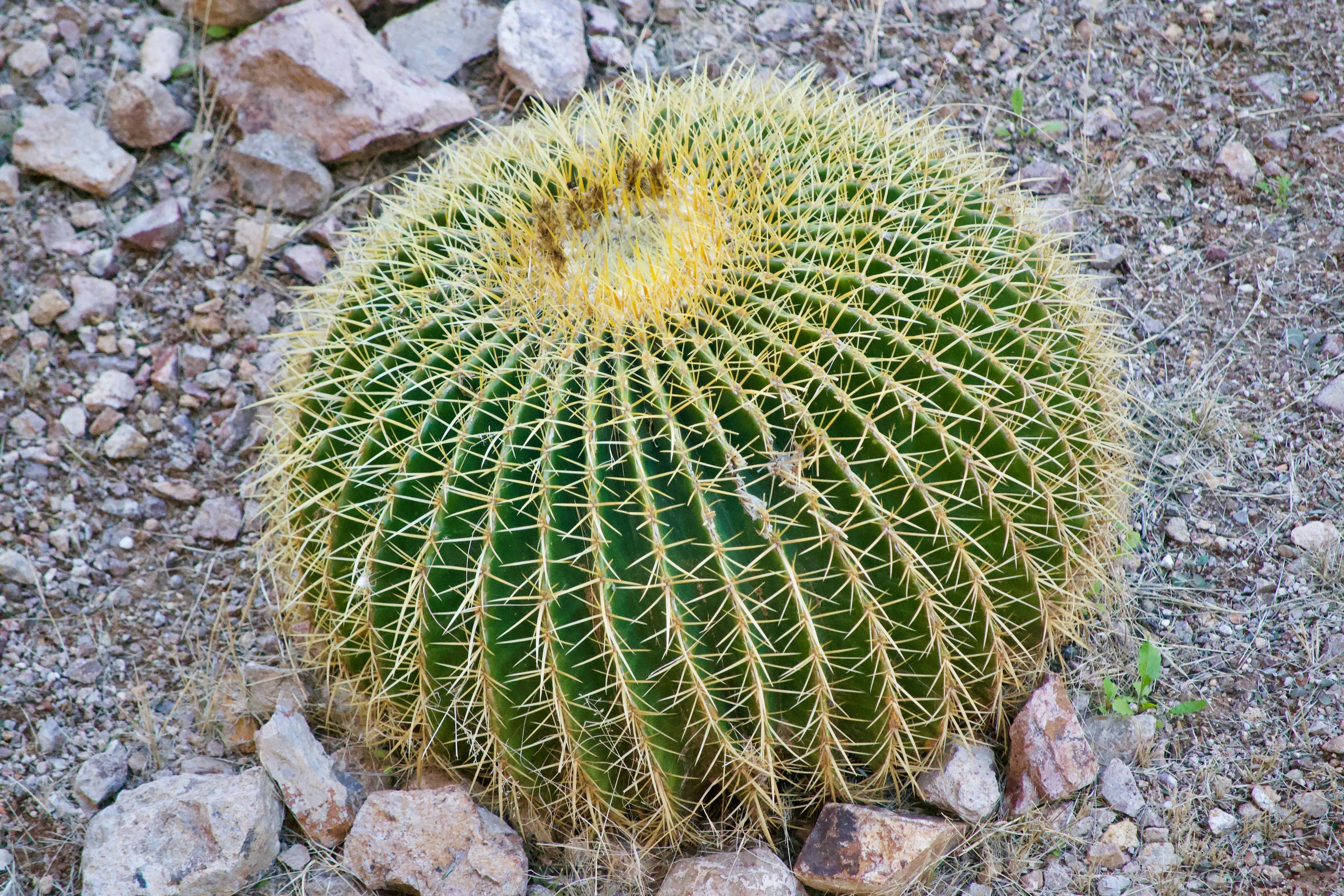 Free stock photo of cactus, cactus plant, desert