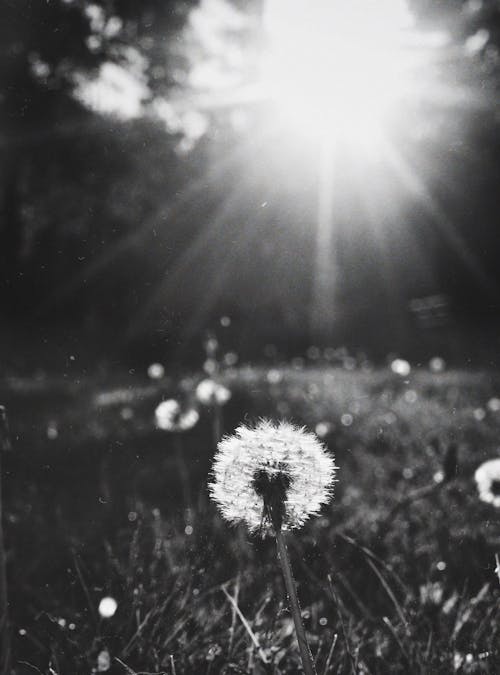Free Grayscale Photo of a Dandelion Stock Photo