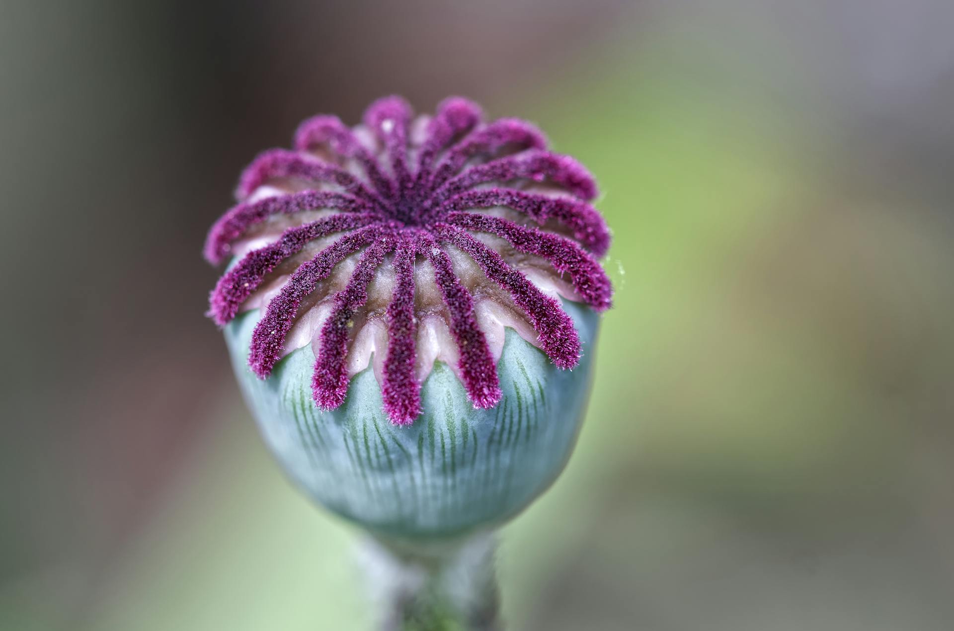 Close-up of a Poppy Seed Head