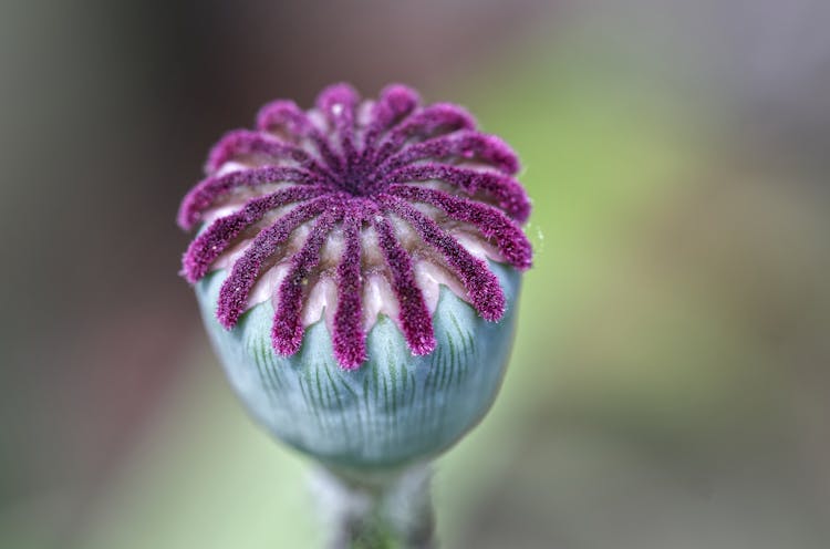 Close-up Of A Poppy Seed Head 