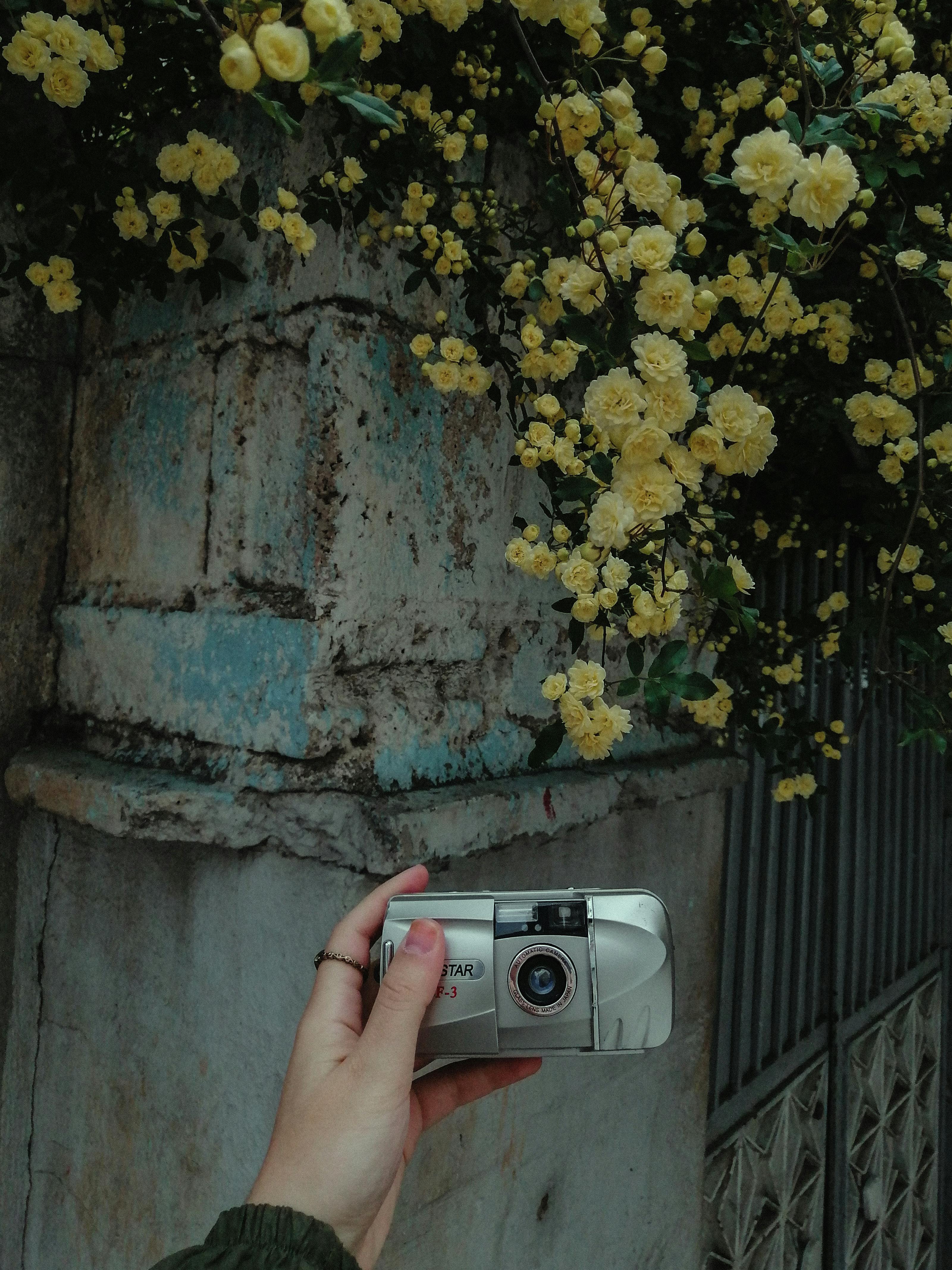 A hand holding a vintage camera against a rustic wall with yellow flowers. Perfect for technology and nature concepts.