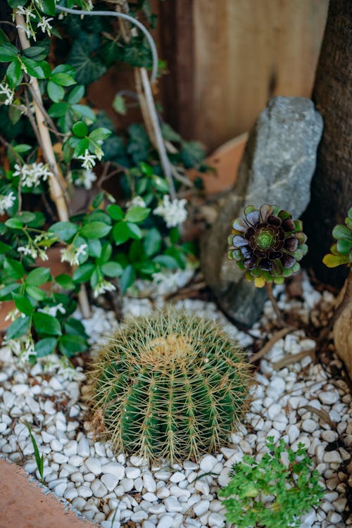Ilmainen kuvapankkikuva tunnisteilla barrel kaktus, kasvit, neulaset