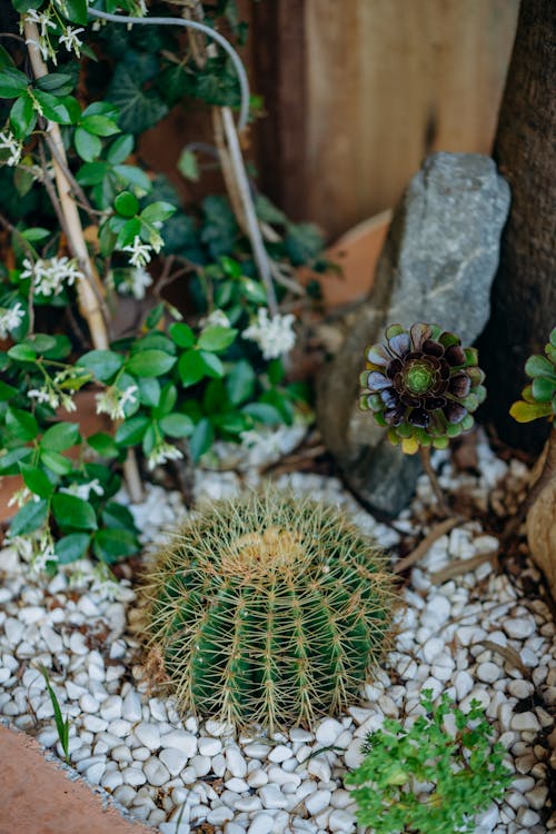 Foto profissional grátis de agulhas, cacto barril, colunas