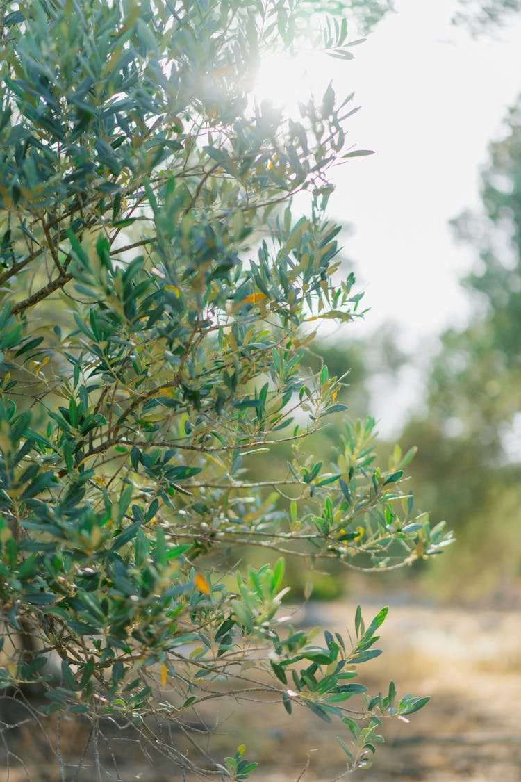 Foliage Of Green Leaves