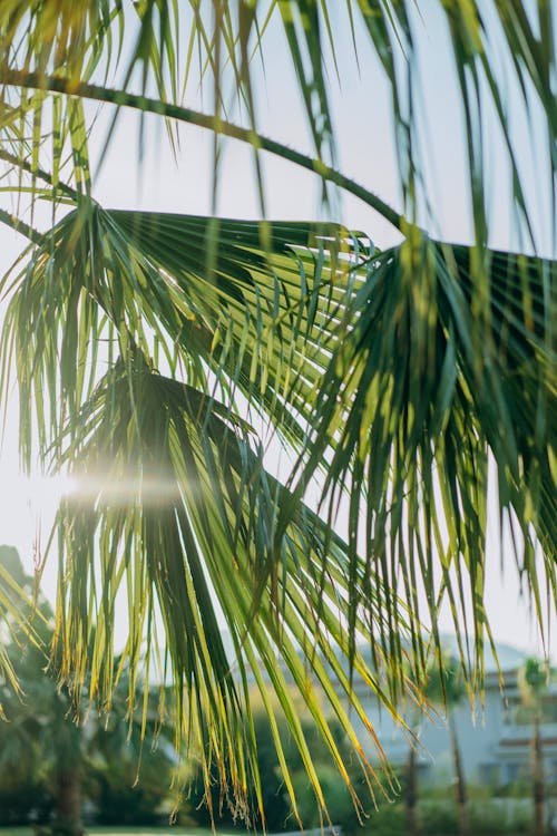 Fotobanka s bezplatnými fotkami na tému exteriéry, idylický, kokosová palma