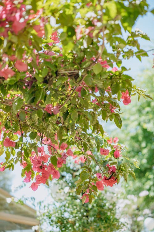 Fotos de stock gratuitas de al aire libre, árbol, buganvilla