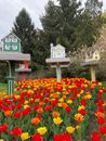 Tulips Blooming in a Garden and Miniature Houses on Pedestals