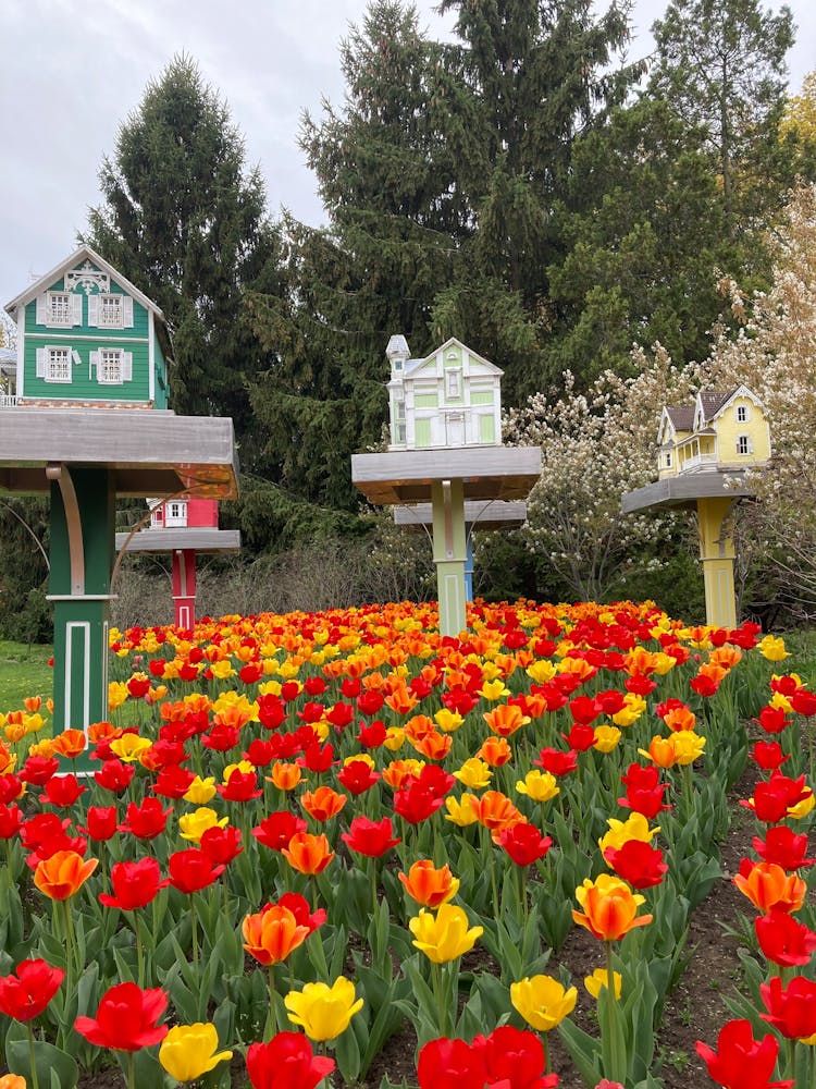 Tulips Blooming In A Garden And Miniature Houses On Pedestals