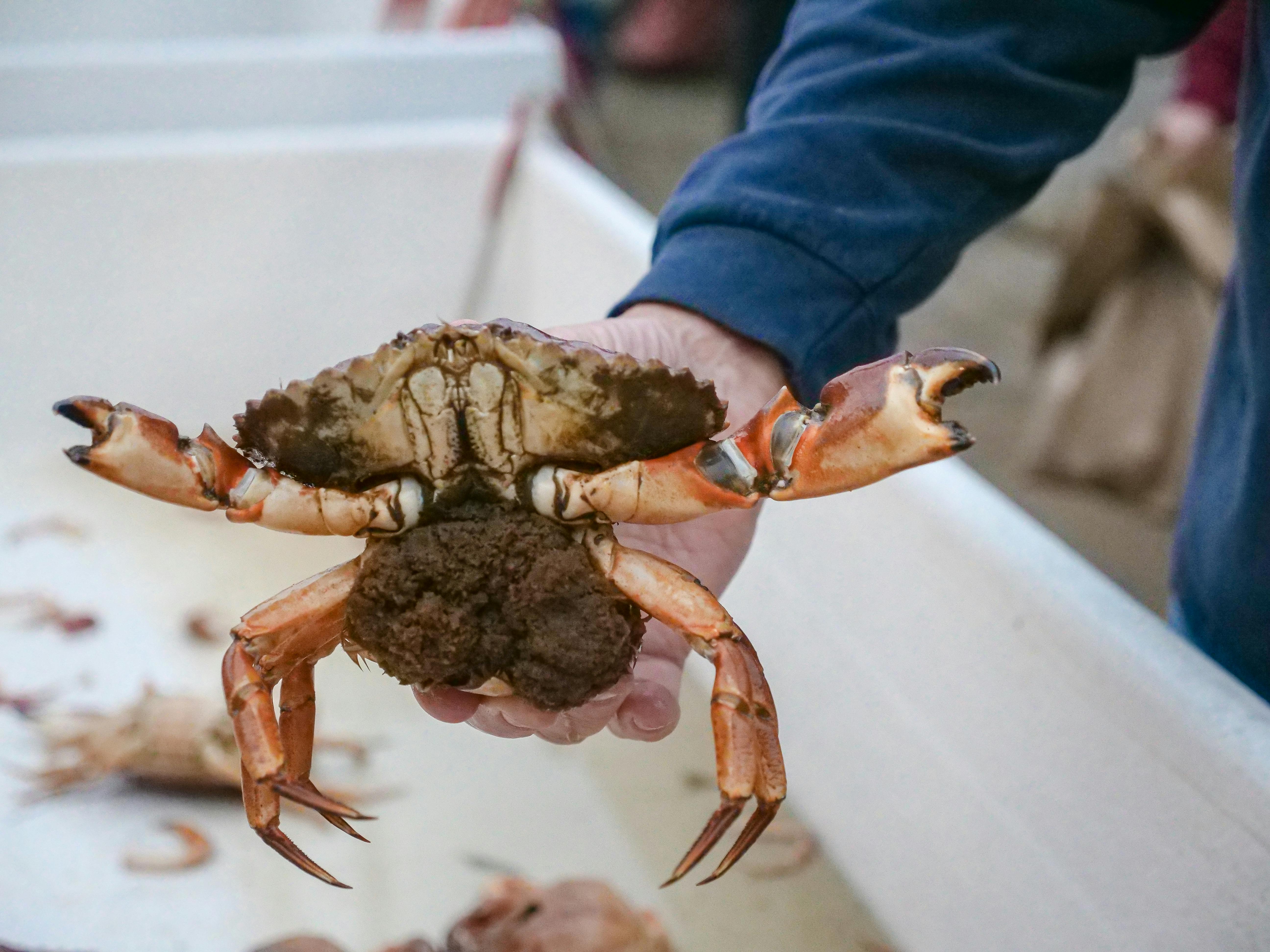 person holding brown crab