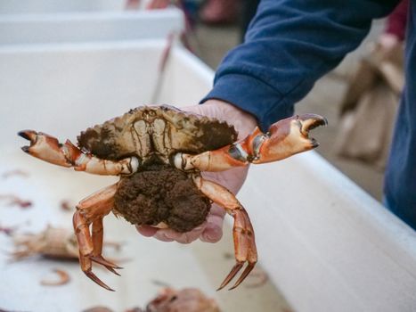 Close-up of a stone crab being held at a seafood market, showcasing its fresh quality.