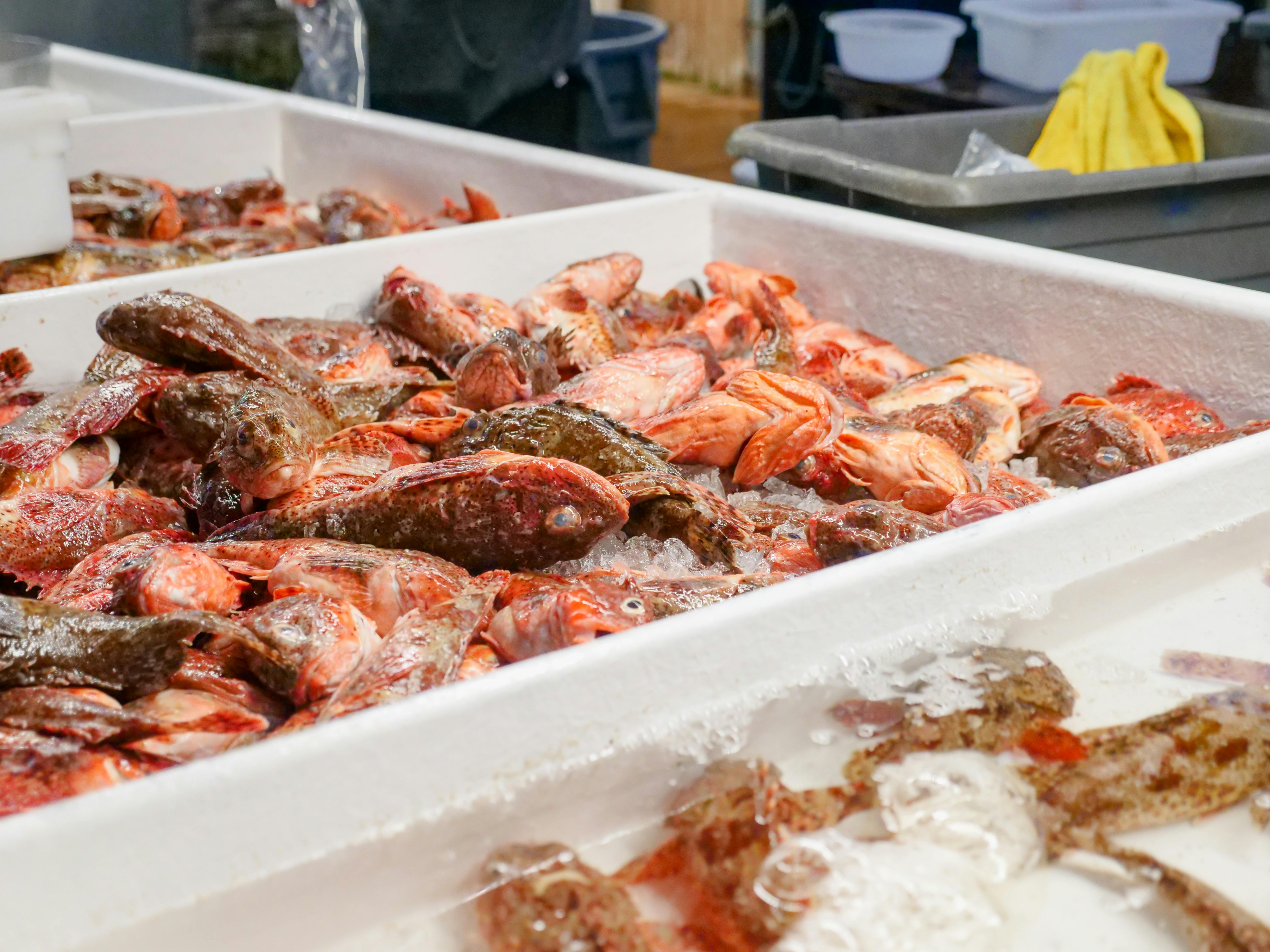 fresh sculpin at a fish market