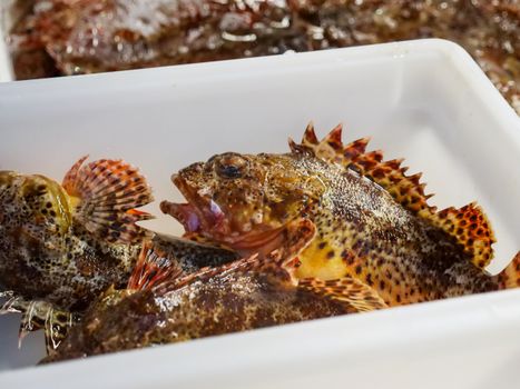 Fresh Fishes with Sharp Fins on a Tray
