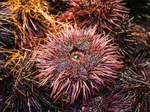 Free Sea Urchin in Close Up Shot Stock Photo