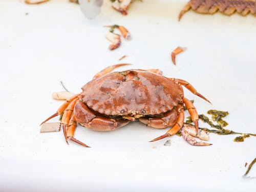 Imagine de stoc gratuită din a închide, crab, crustaceu