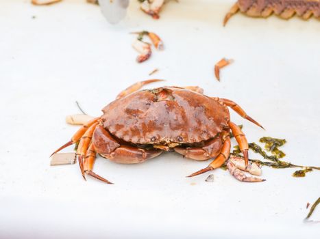 High-quality close-up of a fresh crab displayed at a seafood market, ready for sale.