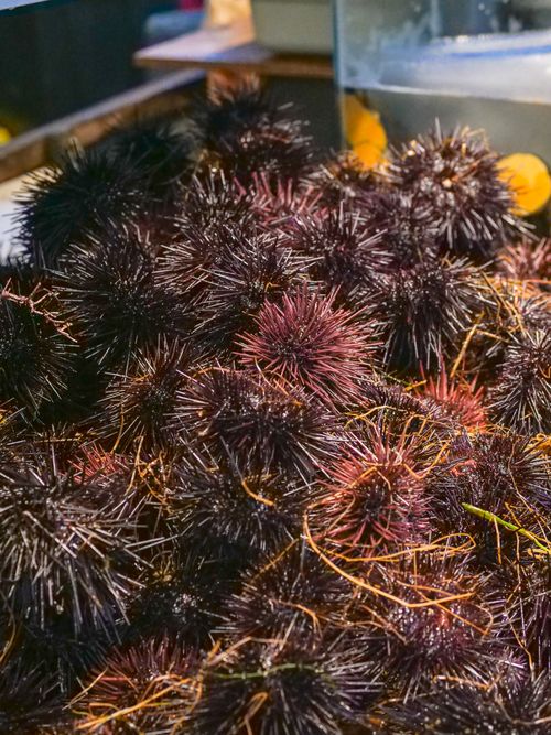Free A fresh, spiky pile of sea urchins displayed at a bustling seafood market. Stock Photo