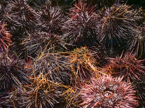 Free Sea Urchins in Close Up Shot Stock Photo