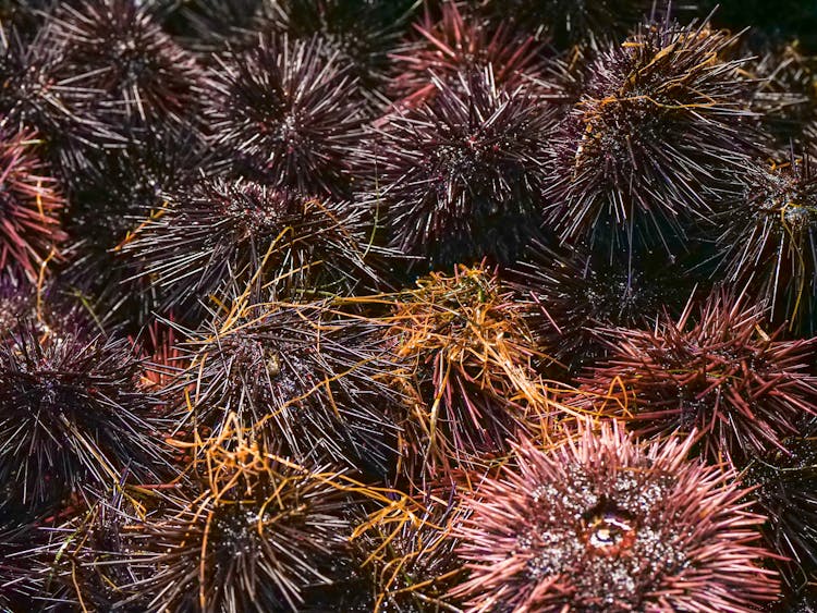 Sea Urchins In Close Up Shot