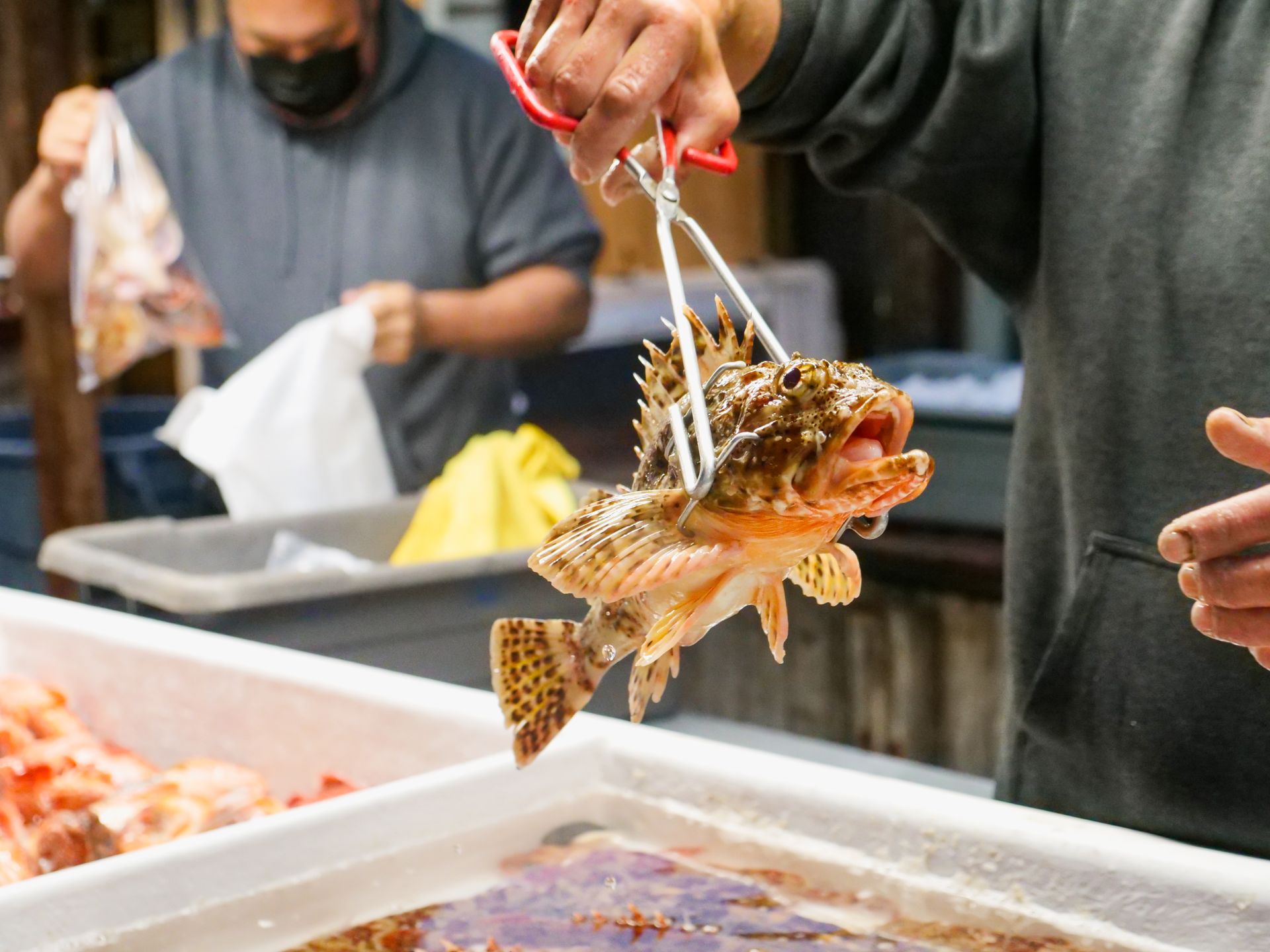 Close-up of a fresh sculpin fish being held with tongs at a busy seafood market.