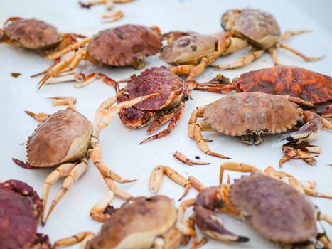 A variety of fresh crabs on display with selective focus, perfect for seafood markets or culinary themes.