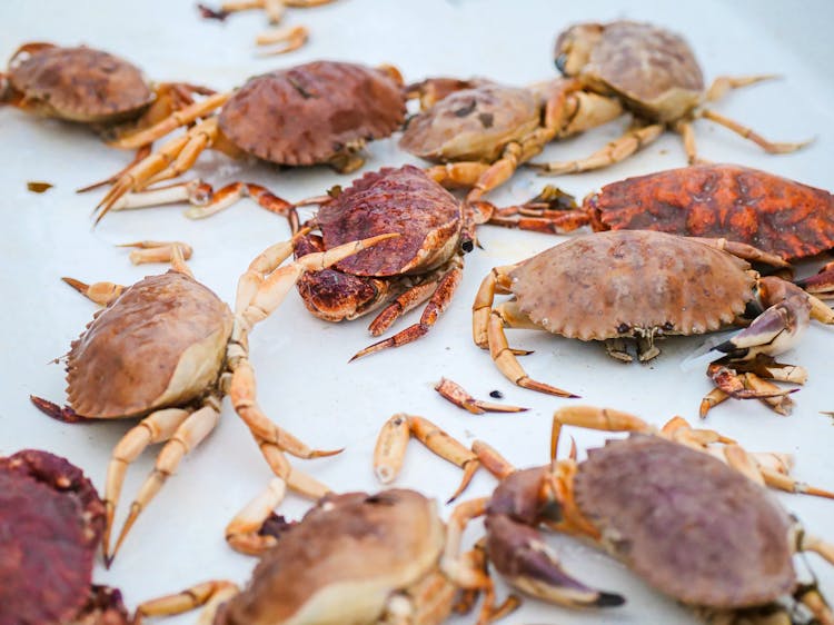 A Variety Of Fresh Crab