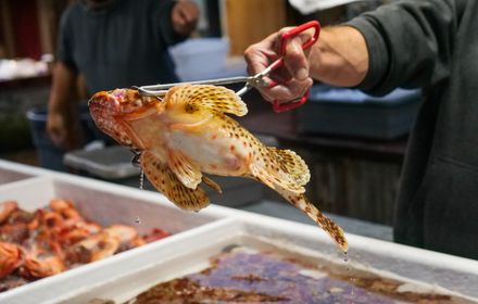 Poissons de l'Adriatique côté Piran.